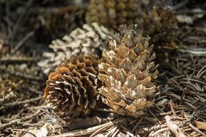 The fir-cones on the ground. Close up. Christmas decoration. photo