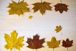 Autumn leaves on a white wooden background. Bright pattern. photo