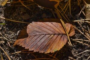 el hermosa otoño hojas. foto