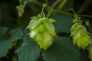 Fresh cones of hop on the bushes. The hops field. photo