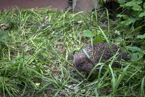 Adorable hedgehog on a green grass outdoor. photo