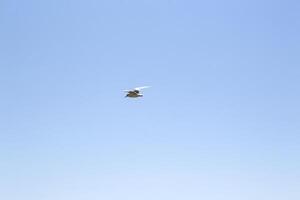 The gull is flying in the sky. photo
