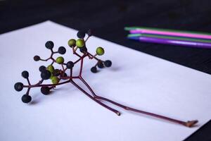 White paper, multi-color pencils and branch of wild grape. photo