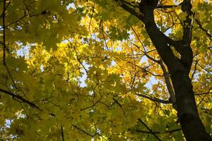 Deciduous forest at autumn. Beautiful maple trees. Golden fall. photo