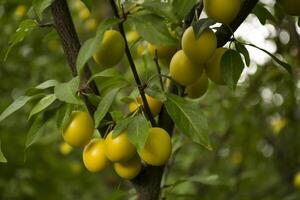 amarillo ciruelas en el árbol en el jardín. cerca arriba. foto