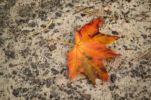 un arce hoja en el césped. otoño hoja. foto