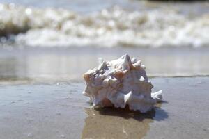 Beautiful seashell on the sand of the beach. Mollusk shell. photo