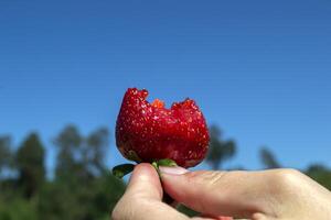 Ripe strawberry in woman's hand against a blue sky background. photo