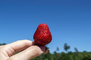 Ripe strawberry in woman's hand against a blue sky background. photo