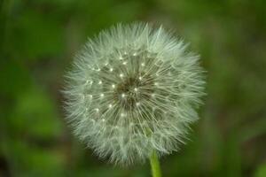 Dandelion macro shot photo