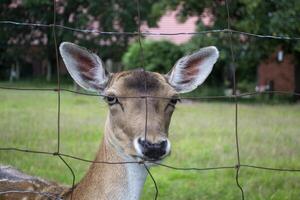 A young deer behind bars. Close up. photo