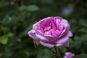 Beautiful blooming tea rose. Macro shot. photo