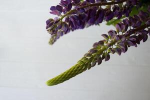 Lupine on a white background. Macro shot. photo