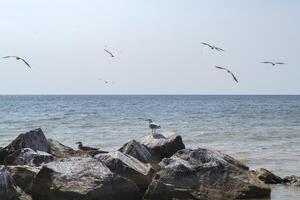 gaviotas en el grande piedras en el mar. hermosa marina. foto