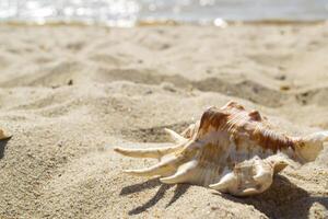 Beautiful seashell on the sand of the beach. Mollusk shell. photo