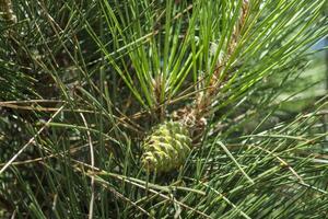 The pinecone on the tree, close up. photo