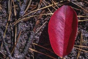 Red leaf of fall. Beautiful autumn background. photo