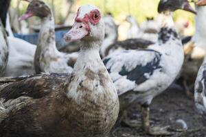 The birds farm. photo