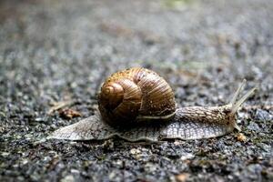 Snail on asphalt after rain. Wild nature close up. photo