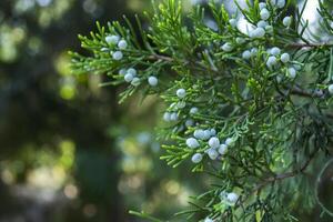 el hermosa rama de thuja árbol. foto