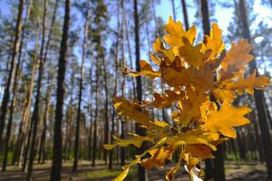 The yellow leaves of an oak tree. Fallen leaves. The branch of oak in female hand against a forest background. photo