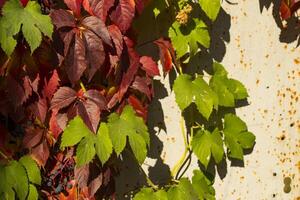 Colorful autumn leaves. Natural autumn pattern. photo