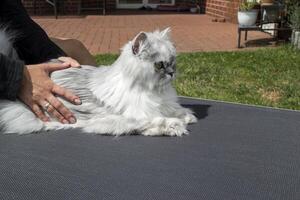 The girl is stroking a Persian cat outdoor. photo