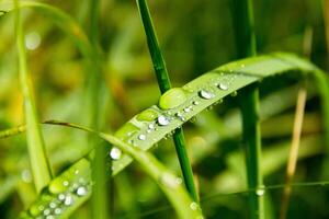 cerca arriba de Fresco grueso verde césped con Rocío gotas temprano en el Mañana. antecedentes de agua gotas en plantas. mojado césped después lluvia foto