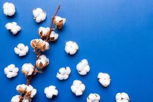 Autumn Floral composition. Dried white fluffy cotton flower branch top view on colored table with copy space photo