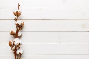 Autumn Floral composition. Dried white fluffy cotton flower branch top view on colored table with copy space photo