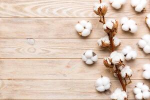 Autumn Floral composition. Dried white fluffy cotton flower branch top view on colored table with copy space photo