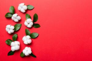 Autumn Floral Flat lay background composition. Dried white fluffy cotton flower branchwith green leaf top view on colored table with copy space photo