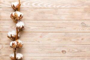 Autumn Floral composition. Dried white fluffy cotton flower branch top view on colored table with copy space photo