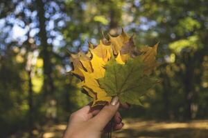 Woman holding the colorful autumn leaves. A bouquet of fallen leaves. Autumn vibes. photo