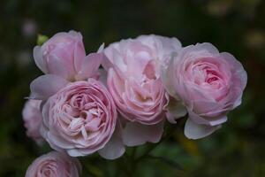 rosa rosa en el jardín. foto