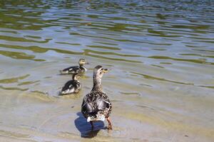 The duck with ducklings in the pond. photo