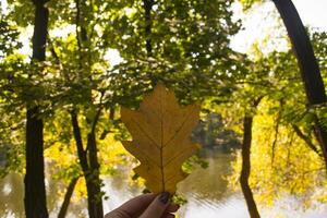 mano sostiene un amarillo roble hoja, cerca arriba. en contra un lago antecedentes. foto