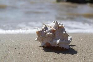 Beautiful seashell on the sand of the beach. Mollusk shell. photo