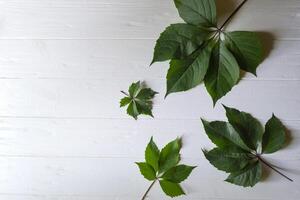 verde hojas de salvaje uva en un blanco de madera antecedentes. foto