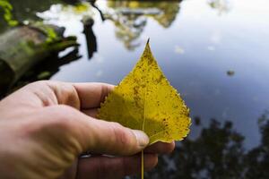 Hand holds a yellow birch leaf, close up. Against a lake background. photo