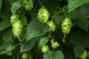 Fresh cones of hop on the bushes. The hops field. photo