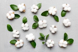 Autumn Floral Flat lay background composition. Dried white fluffy cotton flower branchwith green leaf top view on colored table with copy space photo