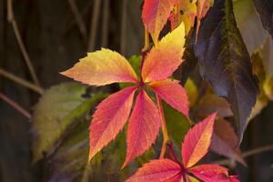 Colorful autumn leaves. Natural autumn pattern. photo