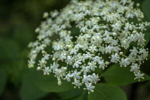 A small white flowers on a blooming bush. photo