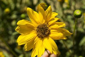 The yellow flower macro shot. photo