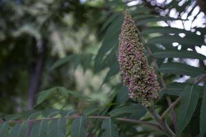 The blooming of beautiful tree. Natural pattern. photo