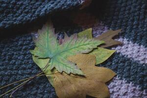 Autumn leaves on the woolen sweater. photo