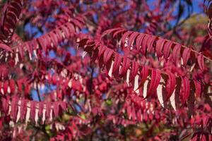 Red leaves pattern. Red natural texture. photo