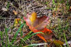 A maple leaf on the grass. Autumn leaf. photo