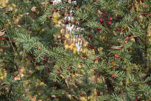 The branches of barberry. photo